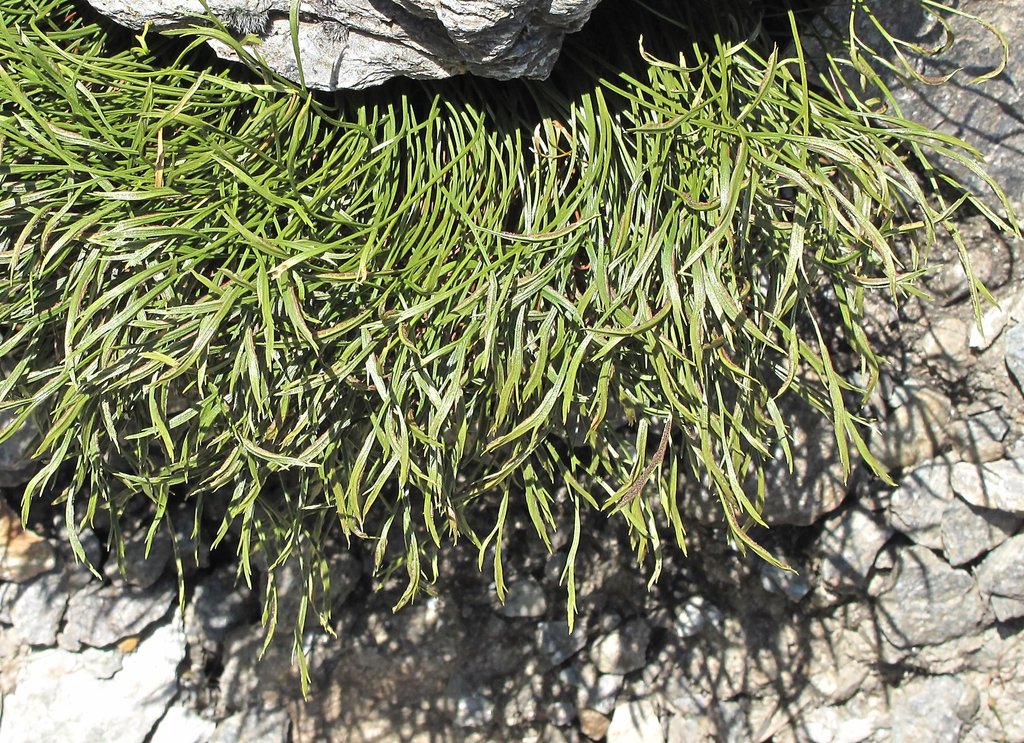 Asplenium septentrionale